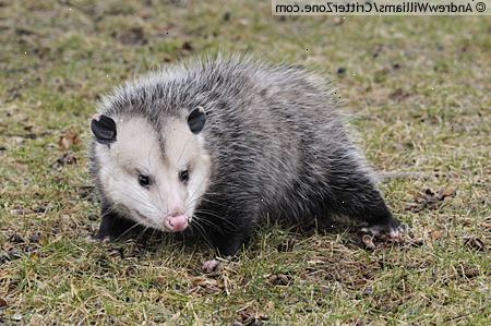 Sådan køber et kæledyr opossum. Domesticating en opossum.
