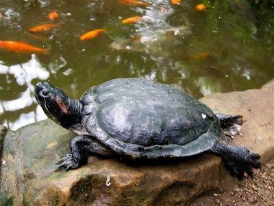 Sådan at købe en skildpadde terrarium. Kig efter en højre-størrelse tank.