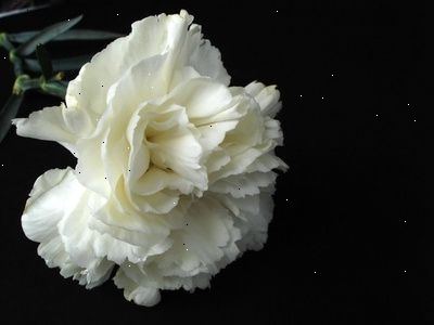 Rosen boutonniere er noget der ligner en corsage. Runde op fyldstof eller fern til bunden af rosen hovedet.