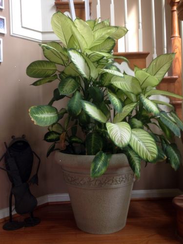 giftige stueplanter for katte