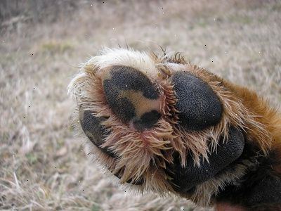 tørre poter på hund tørre poter på hund