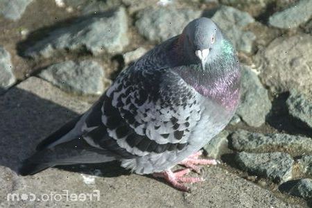 Duer gøre store kæledyr. Lær om pigeon feeds.