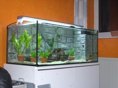 Hvordan man opbygger en multilevel akvarium. Længden af tanken ved bunden skal måle 2 fod i bredden.