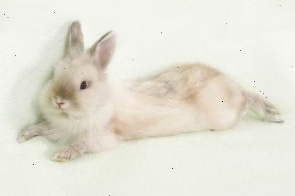 Omsorg for kaniner: behandling af kanin sygdomme og sygdomme. Øremider.