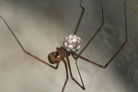 Brug spider kontrol produkter. At være bange for edderkopper er meget almindeligt.