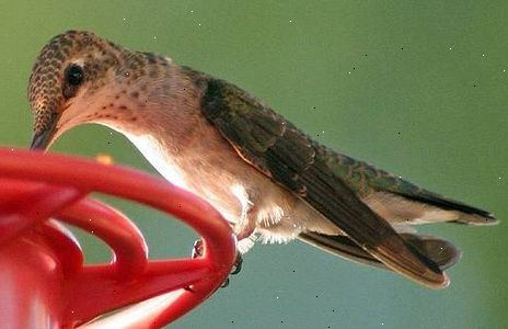 Hvordan at rengøre en kolibri feeder. Skrub foderbræt reservoiret.