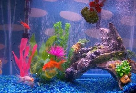 Lær om akvarium filtrering og hvordan du vælger den bedste pumpe for dine fisk. Gøre sunde strømninger.