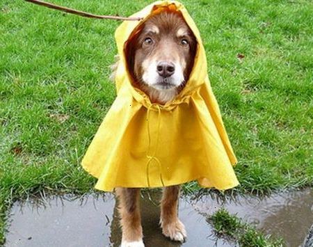 Sådan at berolige din hund under et tordenvejr.