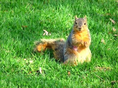 Sådan holder et kæledyr jordegern. Første ting du skal huske, er, at jorden egern er vilde dyr.