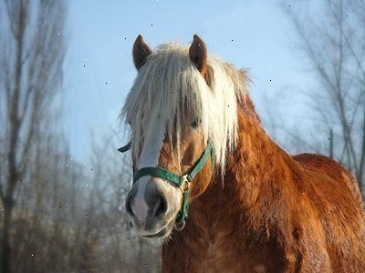 Hvordan til at helbrede hest kolik. Når din hest lider af kolik.