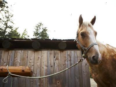 Sådan binde en hest før grooming. Vælg et indlæg eller træ til at begrænse din hest.