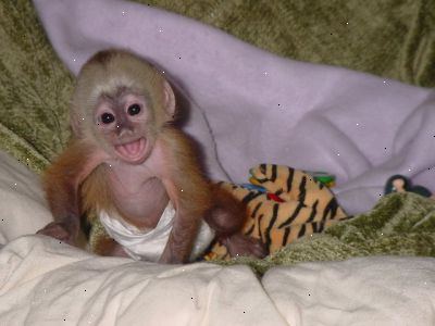 Sådan finder et kæledyr abe opdrætter. Online er din bedste satsning i at finde den bedste abe opdrættere.
