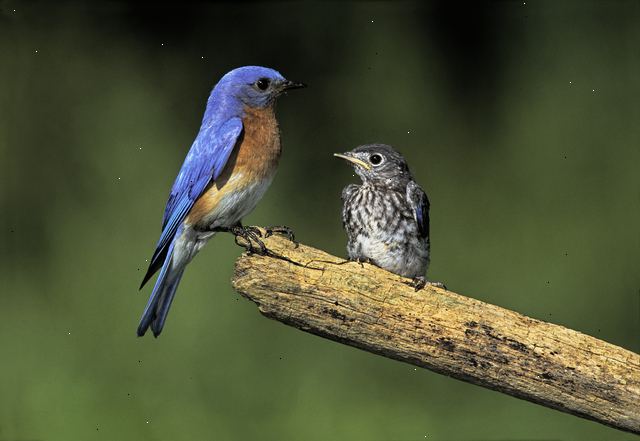 Fugle er fantastisk at beundre - men kun fra en afstand. Swallow-bevis det indre af dit hjem.