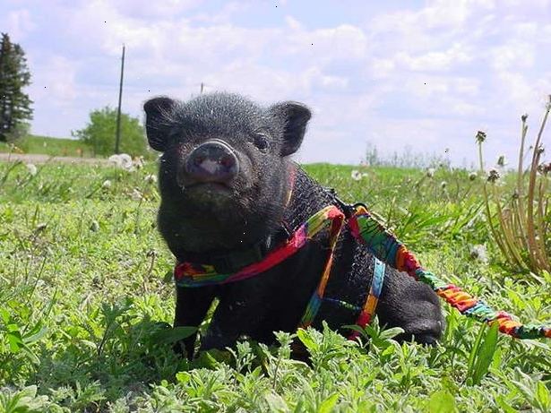 Hvordan finder man en miniature topmave gris til salg. Find et velrenommeret lokal opdrætter online eller i nærheden af dit område, der kan sende din ordre eller tillade dig at afhente din topmave gris køb.