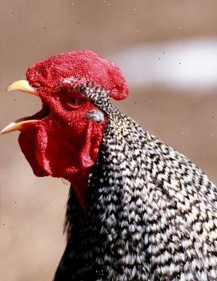 Sådan holder en hane stille. Kylling holde hemmeligheder.