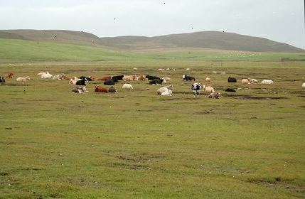 De siger, at miniature kvæg er faktisk de økologiske kvæg. Blandt de mest almindeligt udvalgte racer for begyndere er Highland.