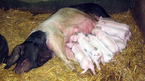 Sygeplejerske baby-grise.
