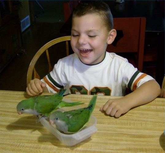Hold ikke fugleunge når fodring medmindre det er nødvendigt. Baby fugl formula alternativer.