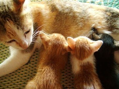 Hvordan at tage sig af nyfødte killinger og en mor kat. Lad kattemor hvile i en kasse.