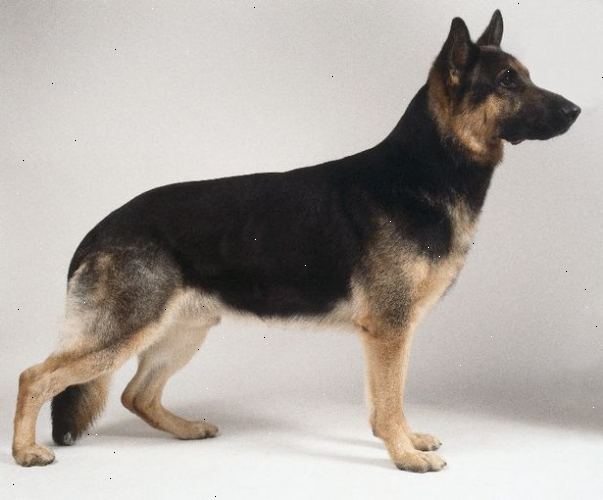 Hvordan til at identificere en schæferhund. Selv om en schæferhund er nu tæt forbundet til politiet værker.