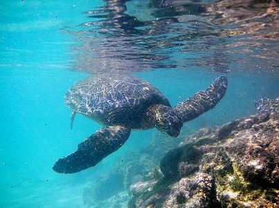 Hvordan til at identificere grønne havskildpadder. De fleste skildpadder kan trække deres hoveder i deres skaller for at beskytte sig selv.