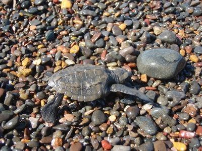 Det videnskabelige navn for en grøn havskildpadde er chelonia mydas. Lemmerne af grønne havskildpadder er sammenlignes med en luffe.