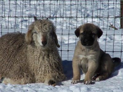 Hvordan vælger en anatolian shepherd hvalp. Vide, om anatolian shepherd er det rigtige for dig.