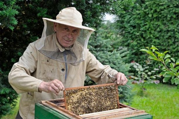 Hvordan man lærer om biavl. Biavl er en af de ældste landbruget kunst i verden.
