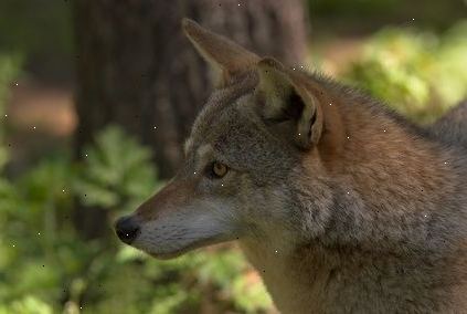 Hvordan til at identificere en coyote. Også kendt som den europæiske sjakal eller prærie ulv.