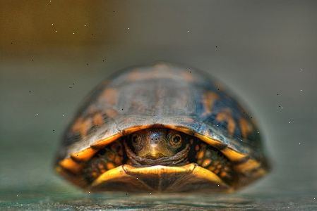 Sådan skal du tage sig af din skildpadde. Lav en kunstig levested til at ligne et vandmiljø for din skildpadde.