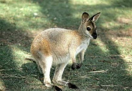 Hvordan til at identificere en wallaby. En indfødt i australien.