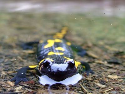 Hvordan til at fortælle forskellen mellem en salamander og en øgle. Bestem, hvor den lever.