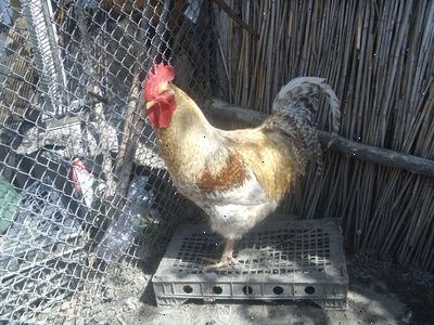 Hvordan man kan stoppe kyllinger fra at spise æg. Trin 1.