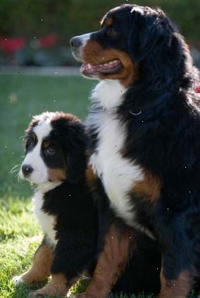 Care for en berner sennen. Den burmesiske bjerg hund er en stor hund.