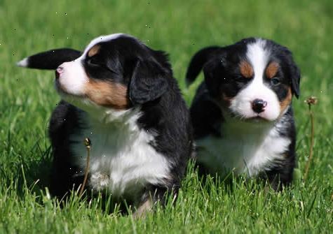 Den burmesiske bjerg hund er en stor hund. Selvom burmeseren mountain hund er en god natured hund og en hengiven følgesvend, bør potentielle ejere være opmærksomme på, at de er kortlivede hunde, der er tilbøjelige til visse sundhedsmæssige betingelser.