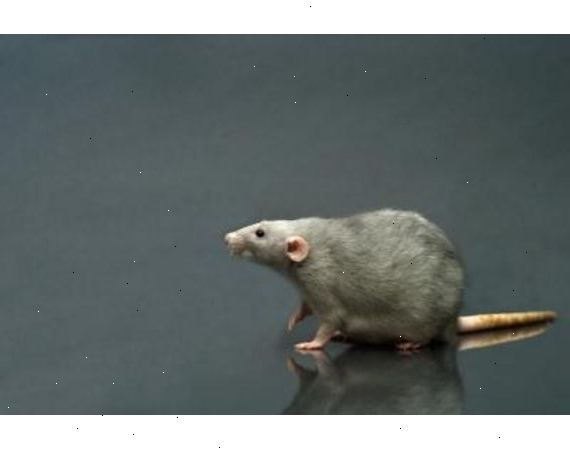 Sådan at drage omsorg for rotter og mus. Rotter og mus gør bedst i en "reptile" bur - der ser meget gerne et akvarium med en glidende mesh top.