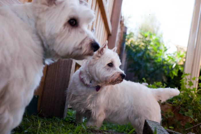 Tips til westie terrier kæledyr pleje: træning, grooming, ernæring. Du skal have din ham oplært mindst en gang hver 6-10 uger.