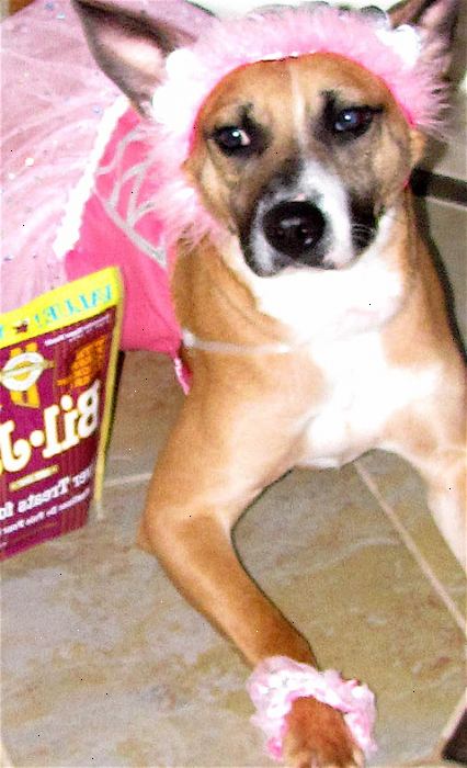 Hvordan laver lever godbidder til katte. Behandl leveren.