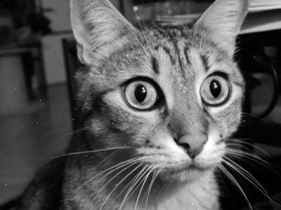 Kattemad har udviklet sig med stormskridt. Tilføj i mel.