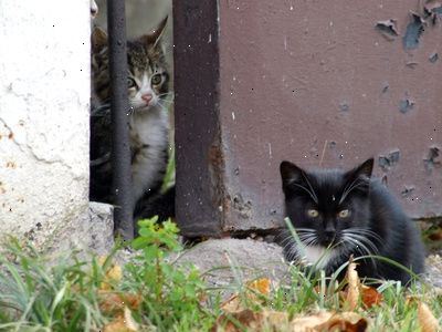 Hvordan til at befri en ejendom af herreløse katte. Mens herreløse katte ofte ses på som skadedyr.