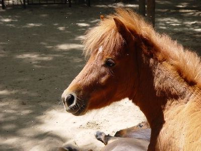 Hvordan til at identificere Cushings sygdom i en hest eller pony. Der observeres for tegn på abnormitet i din hest.