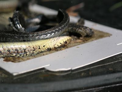 Hvordan laver slange fælder. Formes til en cylinder.