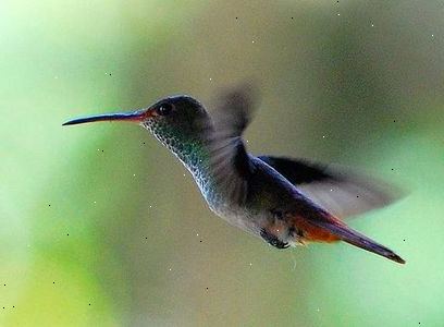 Sådan invitere kolibrier til din have. Insekter og nektar er væsentlige dele af en kolibri kost.