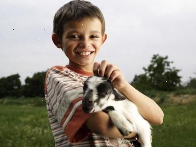 Sådan at passe og fodre baby geder. Forstå vigtigheden af råmælk.