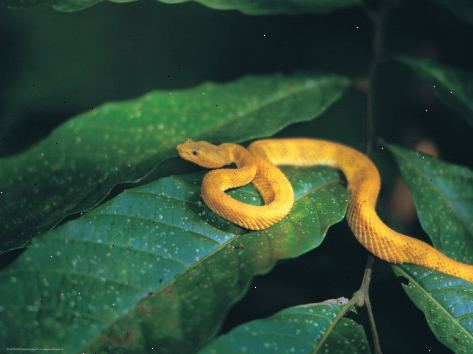 Hvordan til at identificere en python. Kvælerslanger er nu optræder flere steder i hele verden.