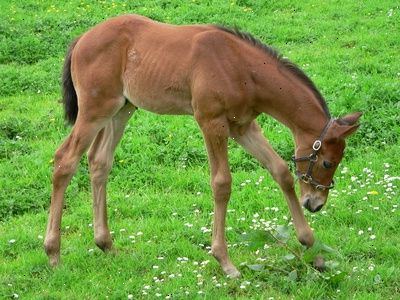 Avlsheste: hest pleje og reproduktion fakta. Den tid af året - inden vi overvejer avlsmetoder.