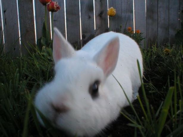 Sådan vælger du den rigtige kanin racer: kanin information. Kaniner-online.co.uk.