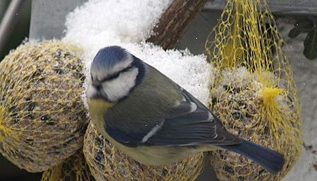 Sådan hjælper vilde vinter fugle. Vinter kan være en magisk tid.