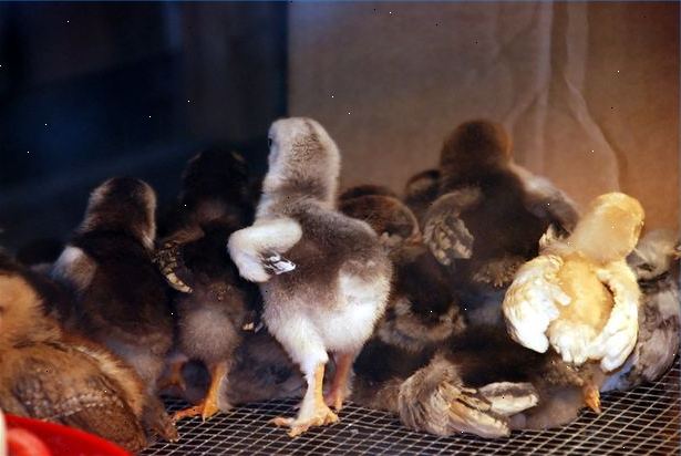 Sådan at udklække baby kyllinger i klasseværelset. Opnå frugtbare hønseæg og en inkubator.