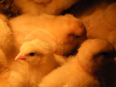 Hvordan til at huse baby kyllinger. Vide, hvordan de modnes.